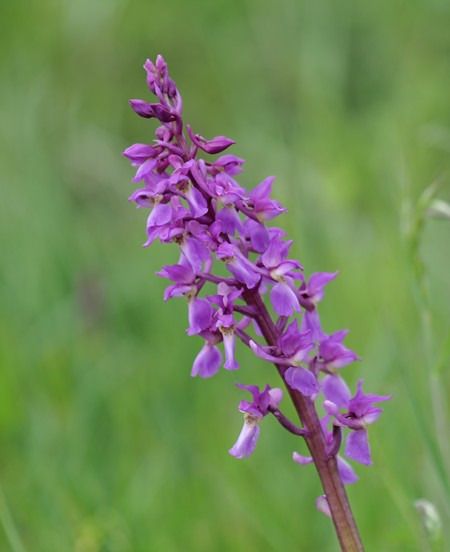 Orchis mascula  - Jacques Gilardin