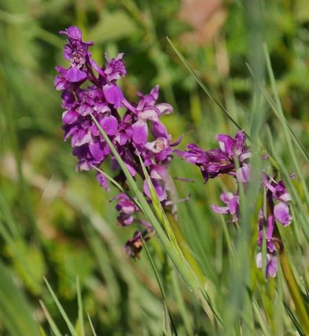 Orchis mascula  - Jacques Gilardin
