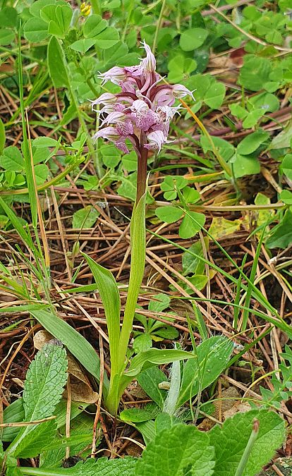 Neotinea lactea  - François Granja