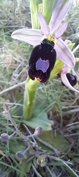Ophrys aurelia  - Gerard Chassan