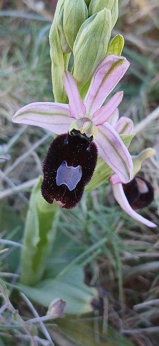 Ophrys aurelia  - Gerard Chassan