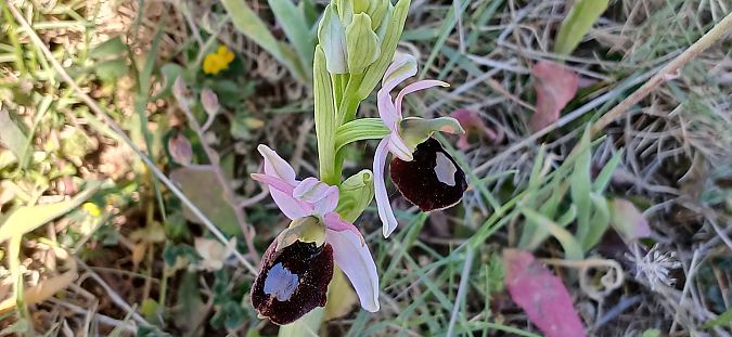 Ophrys aurelia  - Gerard Chassan