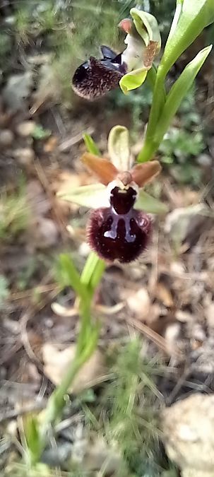 Ophrys incubacea  - Gerard Chassan