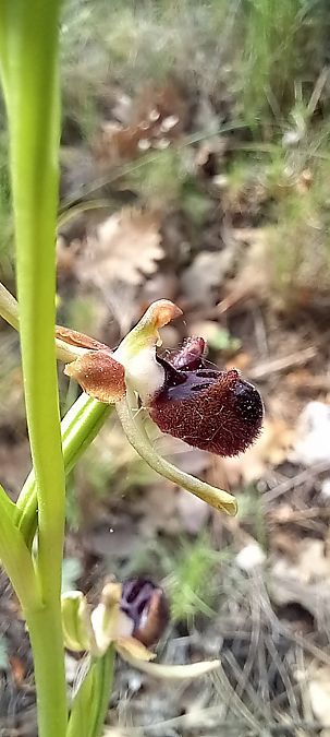 Ophrys incubacea  - Gerard Chassan