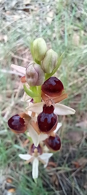 Ophrys virescens  - Gerard Chassan