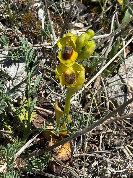 Ophrys lutea  - Martine Rouen