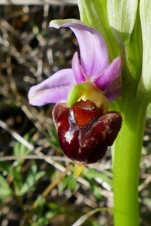Ophrys aranifera  - Christian Vazelle