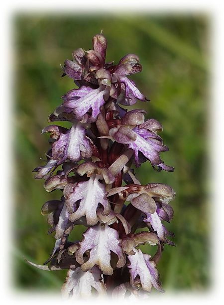 Barlia robertiana  - Françoise Blondel