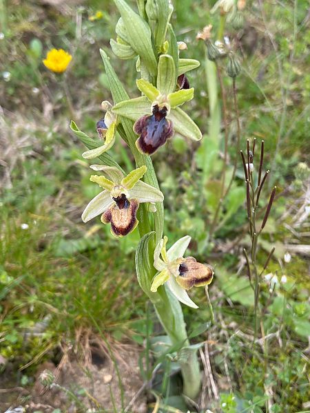 Ophrys exaltata subsp. marzuola  - Jean-Pierre Crepeau