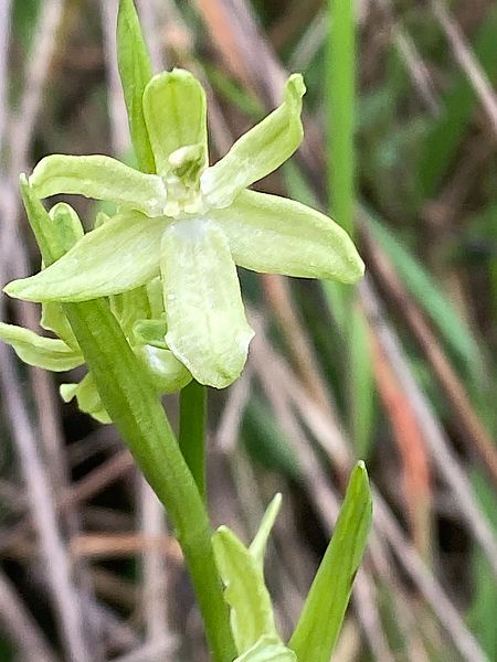 Ophrys exaltata subsp. marzuola  - Jean-Pierre Crepeau