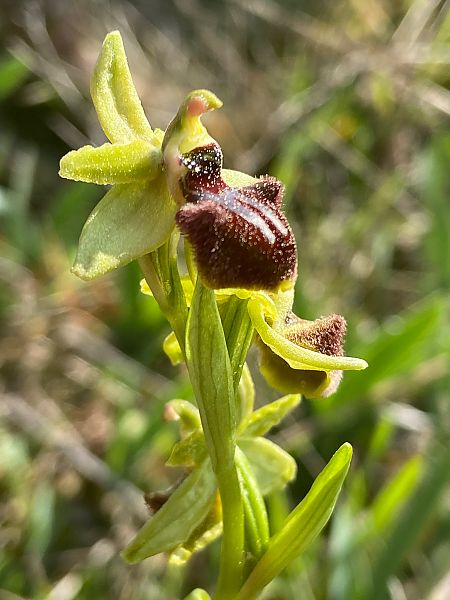 Ophrys exaltata subsp. marzuola  - Jean-Pierre Crepeau