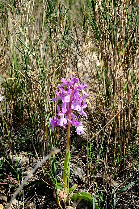 Orchis olbiensis  - Jean-Pierre Crepeau