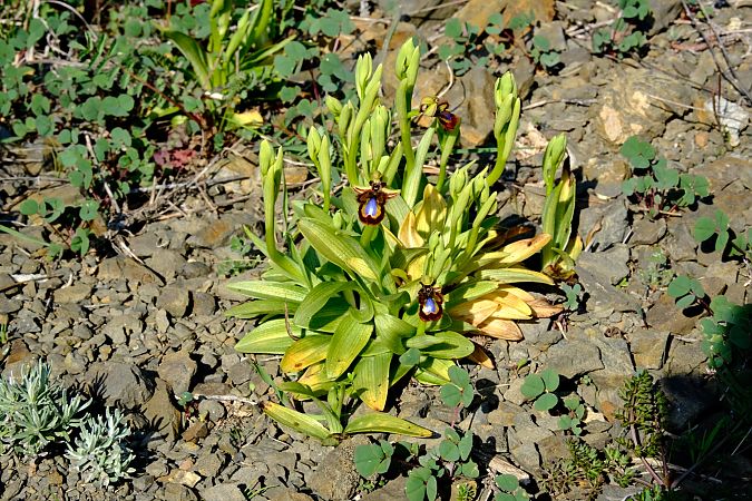 Ophrys speculum  - Jean-Pierre Crepeau