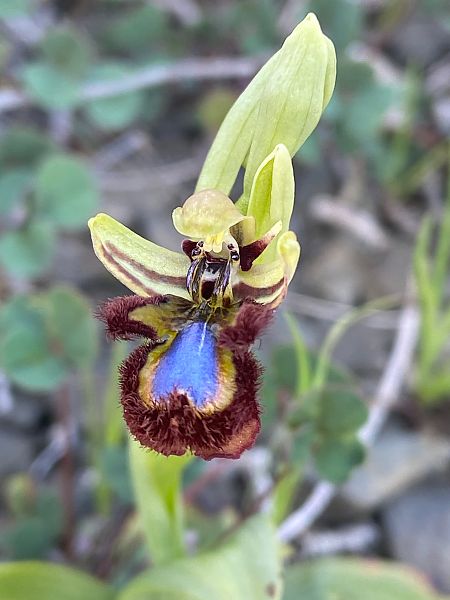 Ophrys speculum  - Jean-Pierre Crepeau
