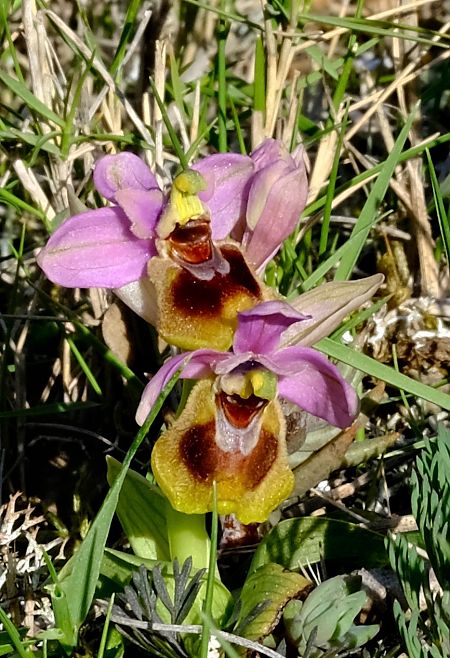 Ophrys tenthredinifera  - Jean-Pierre Crepeau