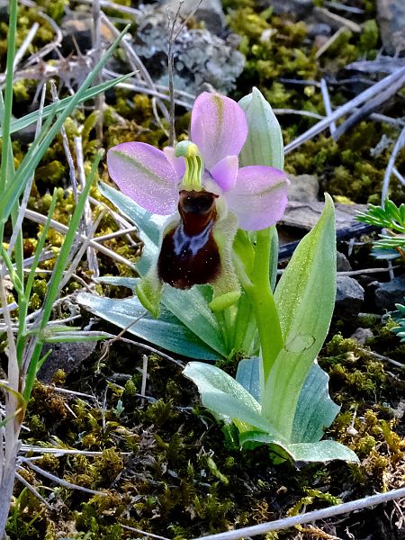 Ophrys tenthredinifera  - Jean-Pierre Crepeau