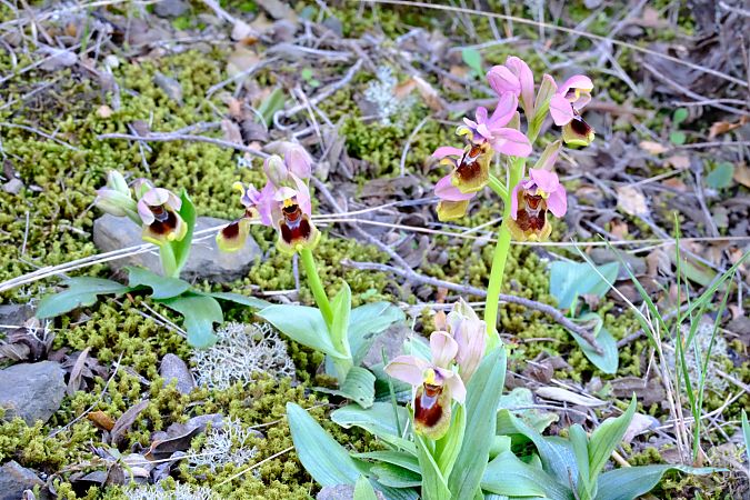 Ophrys tenthredinifera  - Jean-Pierre Crepeau