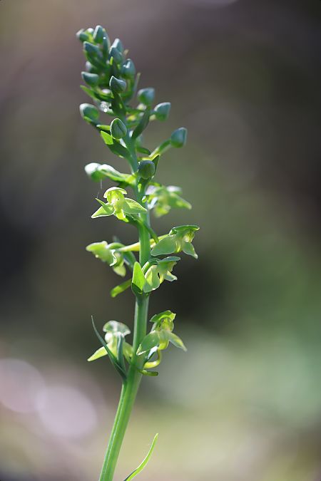 Platanthera algeriensis  - Mathis Buriasco