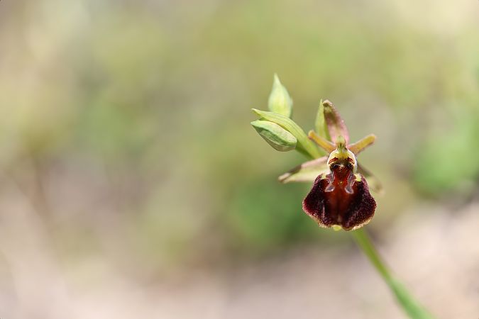 Ophrys morisii  - Mathis Buriasco