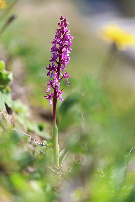 Orchis ichnusae  - Mathis Buriasco