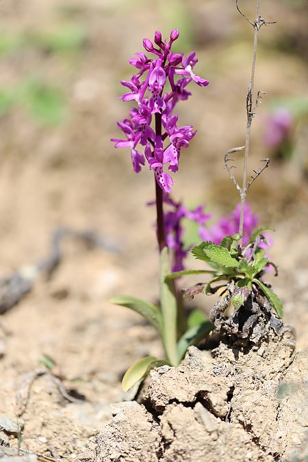Orchis ichnusae  - Mathis Buriasco