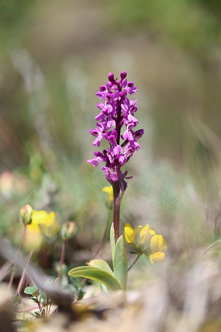 Orchis ichnusae  - Mathis Buriasco