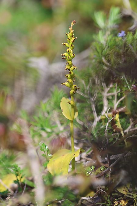 Gennaria diphylla  - Mathis Buriasco
