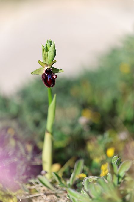 Ophrys incubacea  - Mathis Buriasco