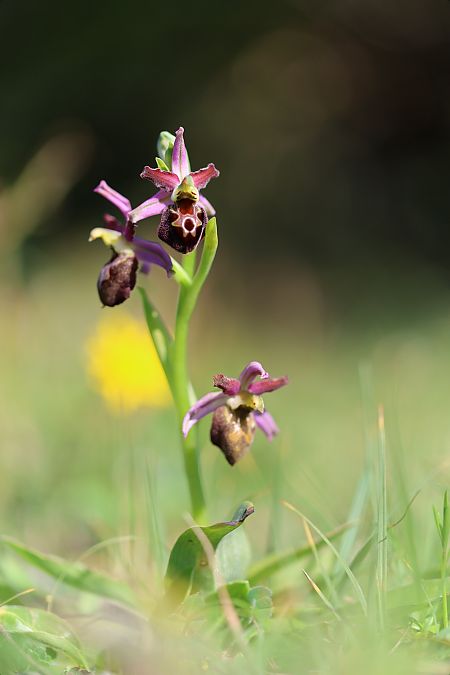 Ophrys morisii  - Mathis Buriasco