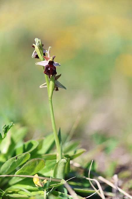 Ophrys morisii  - Mathis Buriasco