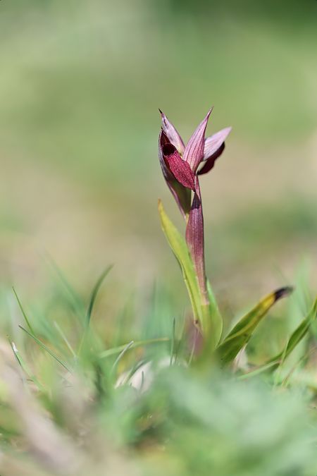 Serapias strictiflora  - Mathis Buriasco
