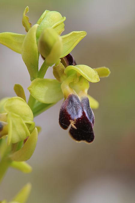 Ophrys zonata  - Mathis Buriasco