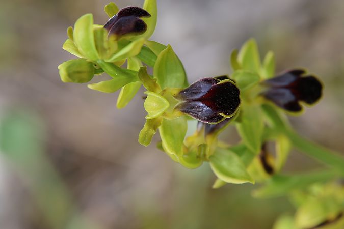 Ophrys zonata  - Mathis Buriasco