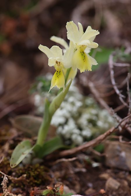 Orchis pauciflora  - Mathis Buriasco