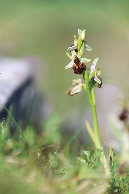 Ophrys morisii  - Mathis Buriasco