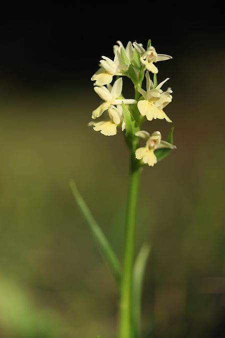 Dactylorhiza insularis  - Mathis Buriasco