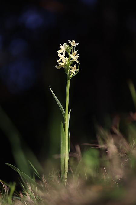 Dactylorhiza insularis  - Mathis Buriasco