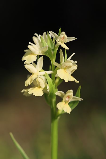 Dactylorhiza insularis  - Mathis Buriasco