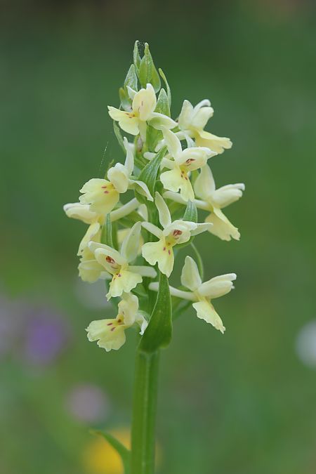 Dactylorhiza insularis  - Mathis Buriasco