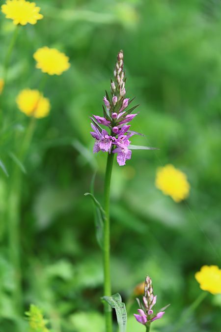 Dactylorhiza saccifera  - Mathis Buriasco