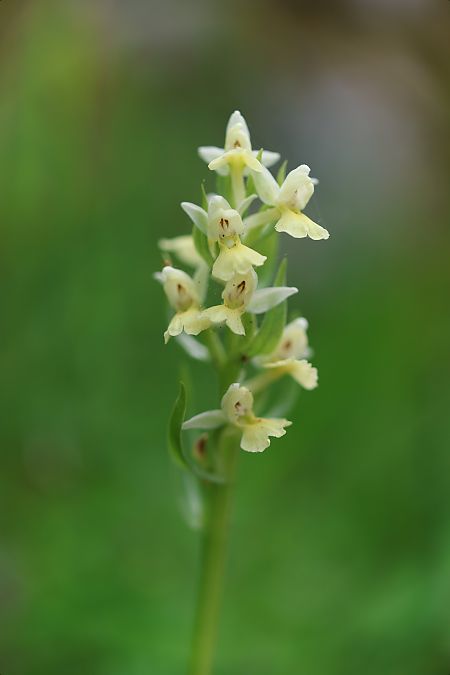 Dactylorhiza insularis  - Mathis Buriasco