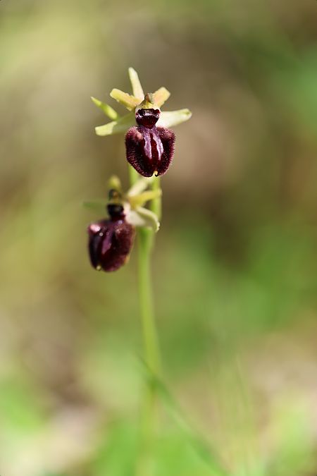 Ophrys incubacea  - Mathis Buriasco