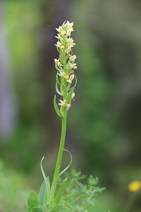 Dactylorhiza insularis  - Mathis Buriasco