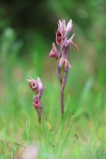 Serapias nurrica  - Mathis Buriasco