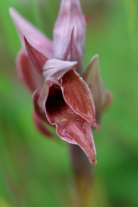 Serapias nurrica  - Mathis Buriasco