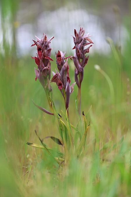 Serapias nurrica  - Mathis Buriasco