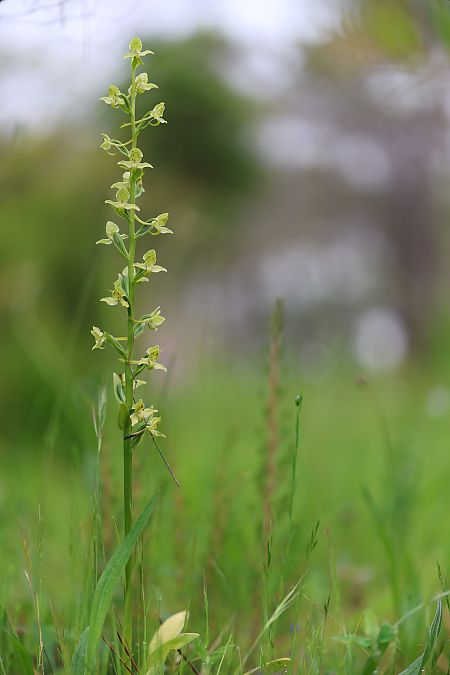 Platanthera algeriensis  - Mathis Buriasco