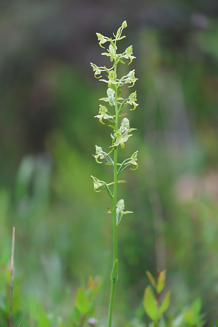Platanthera algeriensis  - Mathis Buriasco