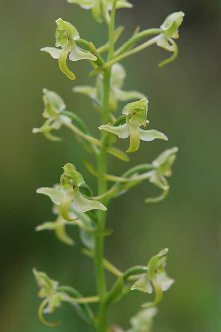 Platanthera algeriensis  - Mathis Buriasco