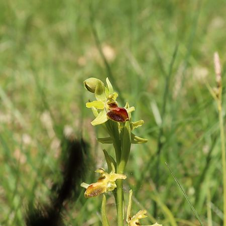 Ophrys araneola  - Gerard Guillouard